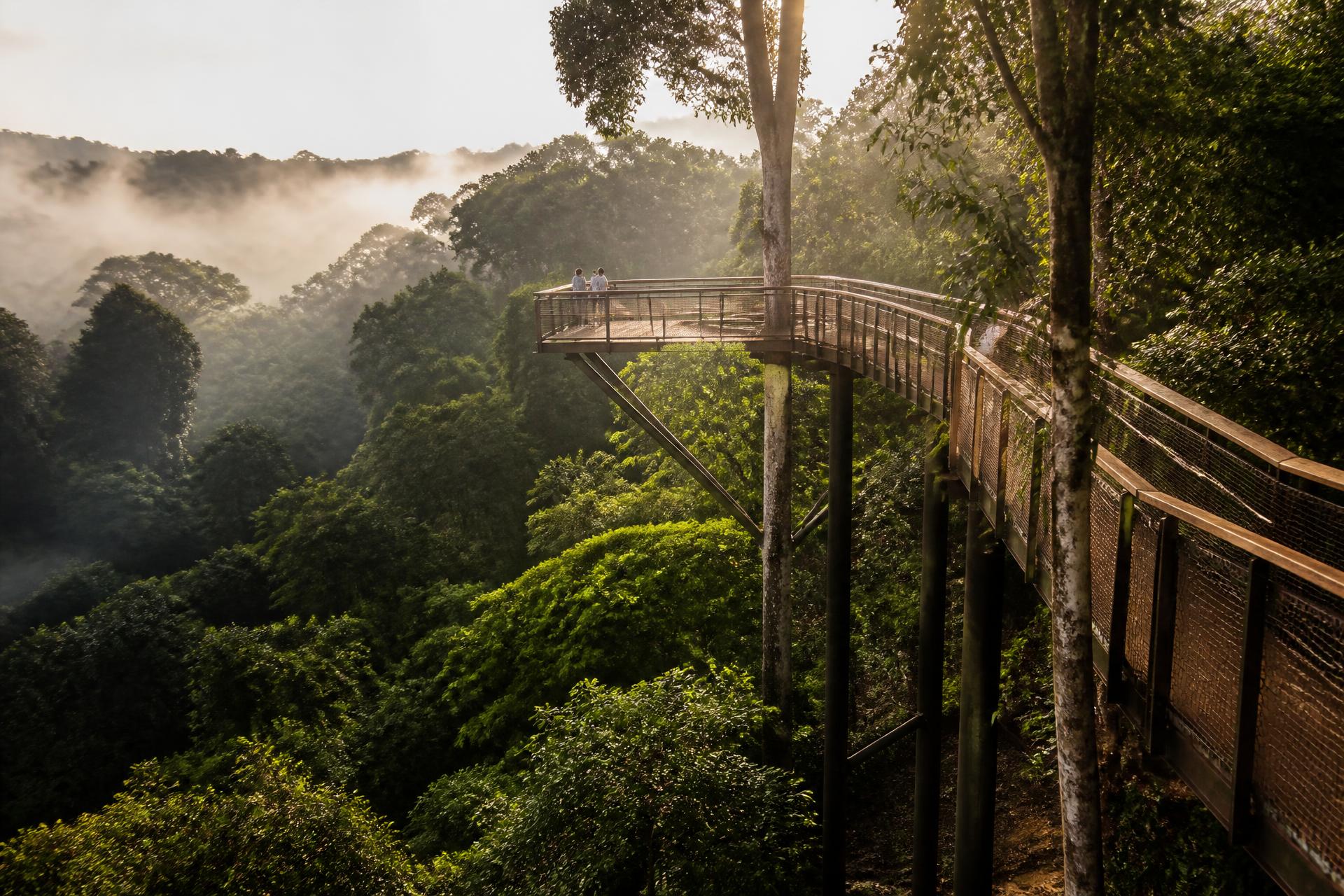 The Canopy Walk